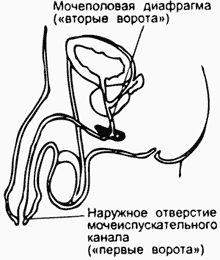Мочеполовая диафрагма (вторые ворота)
