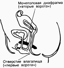 Мочеполовая диафрагма (Вторые ворота)